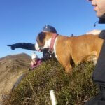 jak adoptowany pies stał się przewodnikiem duchowym