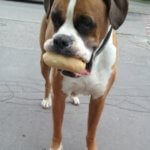 jak adoptowany pies stał się przewodnikiem duchowym